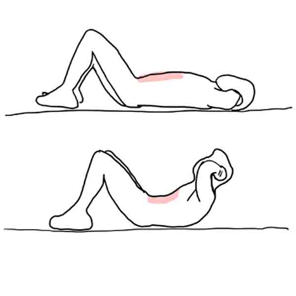 圖3捲腹運動及腹直肌收縮長度示意圖 