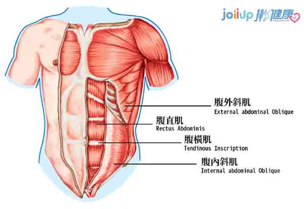 圖2腹部肌群 